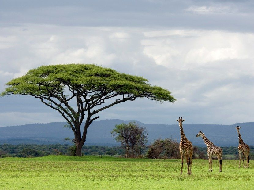 Serengeti Safari