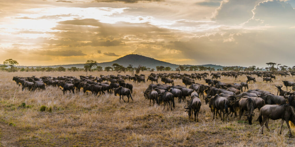 What is unique about Tanzania 2025-2026?Over 1.5 Million Animals Travel During The Great Migration.