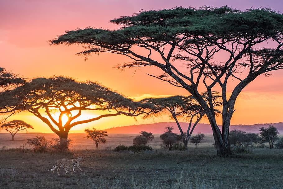 Tanzania Safari Guide