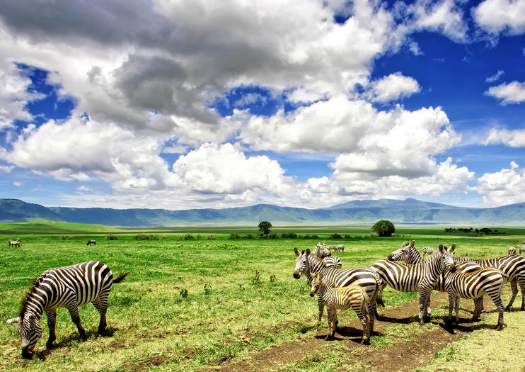 Tanzania Safari Guide