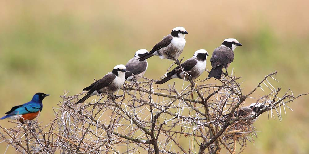 What to Do in Arusha National Park.