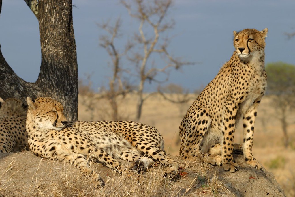 Southern Tanzania Safari: Africa's Most Wildlife Experience