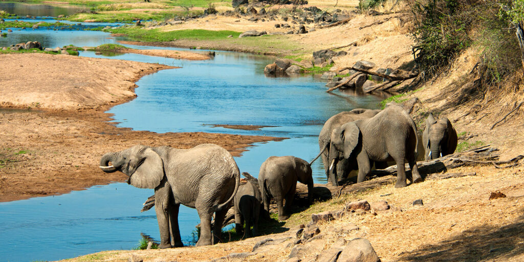 Southern Tanzania Safari: Africa's Most Wildlife Experience