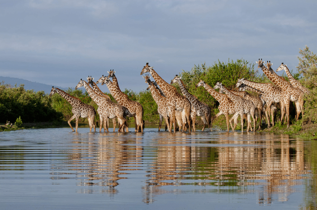 Southern Tanzania Safari: Africa's Most Wildlife Experience