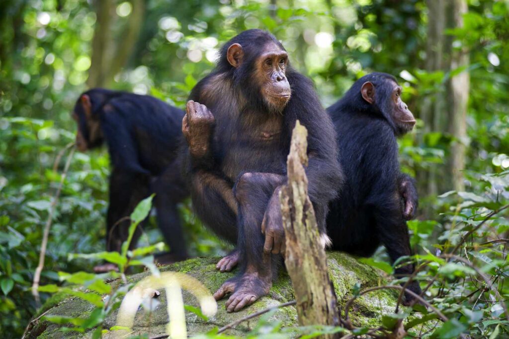 The Wonders of Gombe Stream National Park.