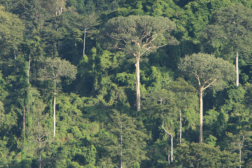 Udzungwa is a hub for scientific discovery. Researchers have used canopy towers, drones, and rope systems to study the forest from above, leading to the discovery of new species almost every year.