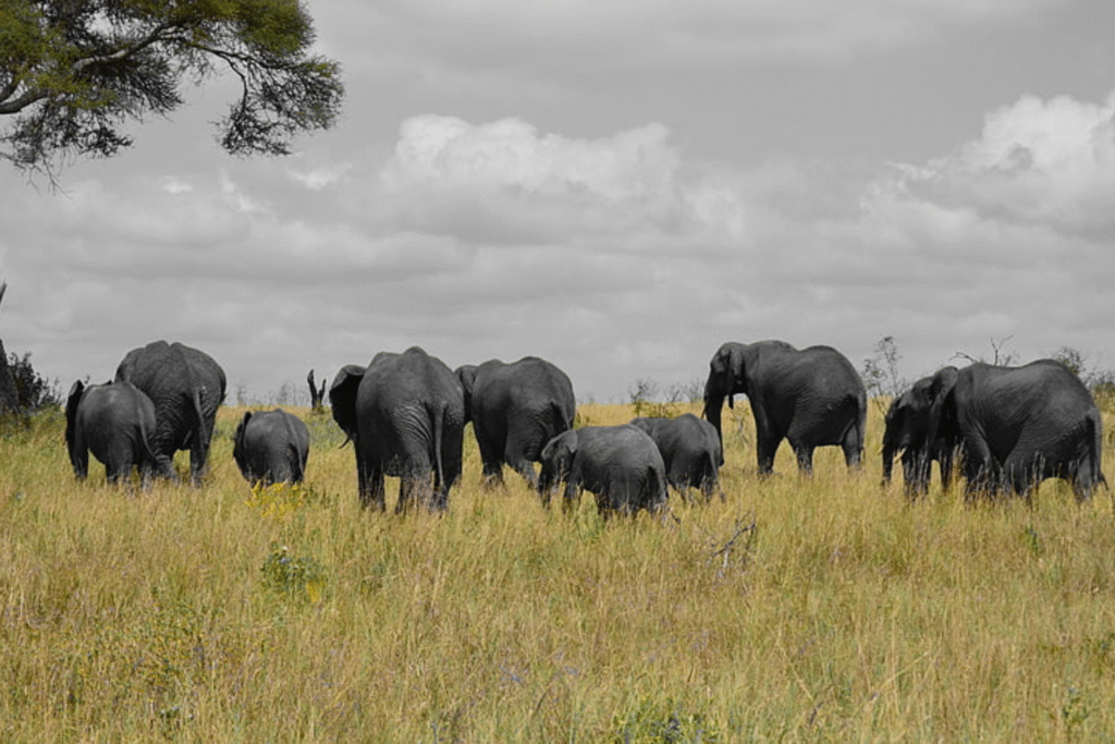 Katavi’s floodplains don’t just host elephants—they reveal their inner world.