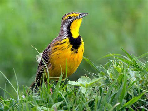 birdwatching par