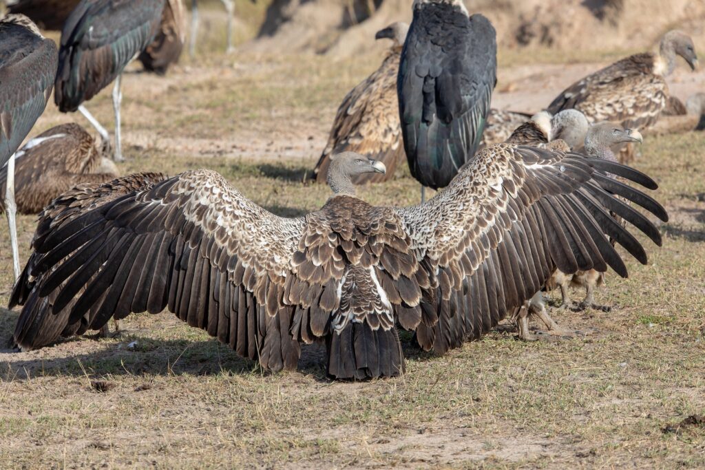 How Personal Space Works on a Tanzanian Safari — Tips from Jambo International Tour Vehicle Configuration Ensures Comfort.