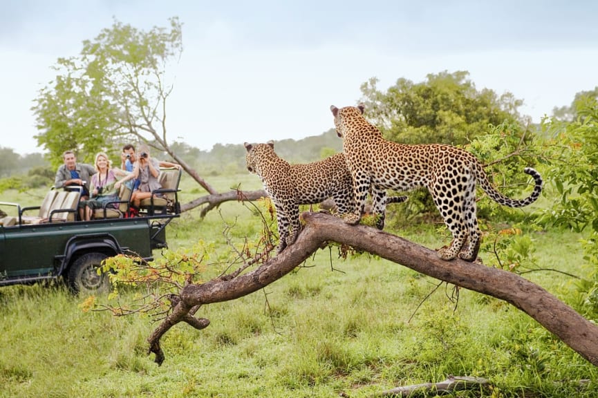 Safari in Tanzania Cost There are several types of safaris in Tanzania, and each comes with a different price tag.