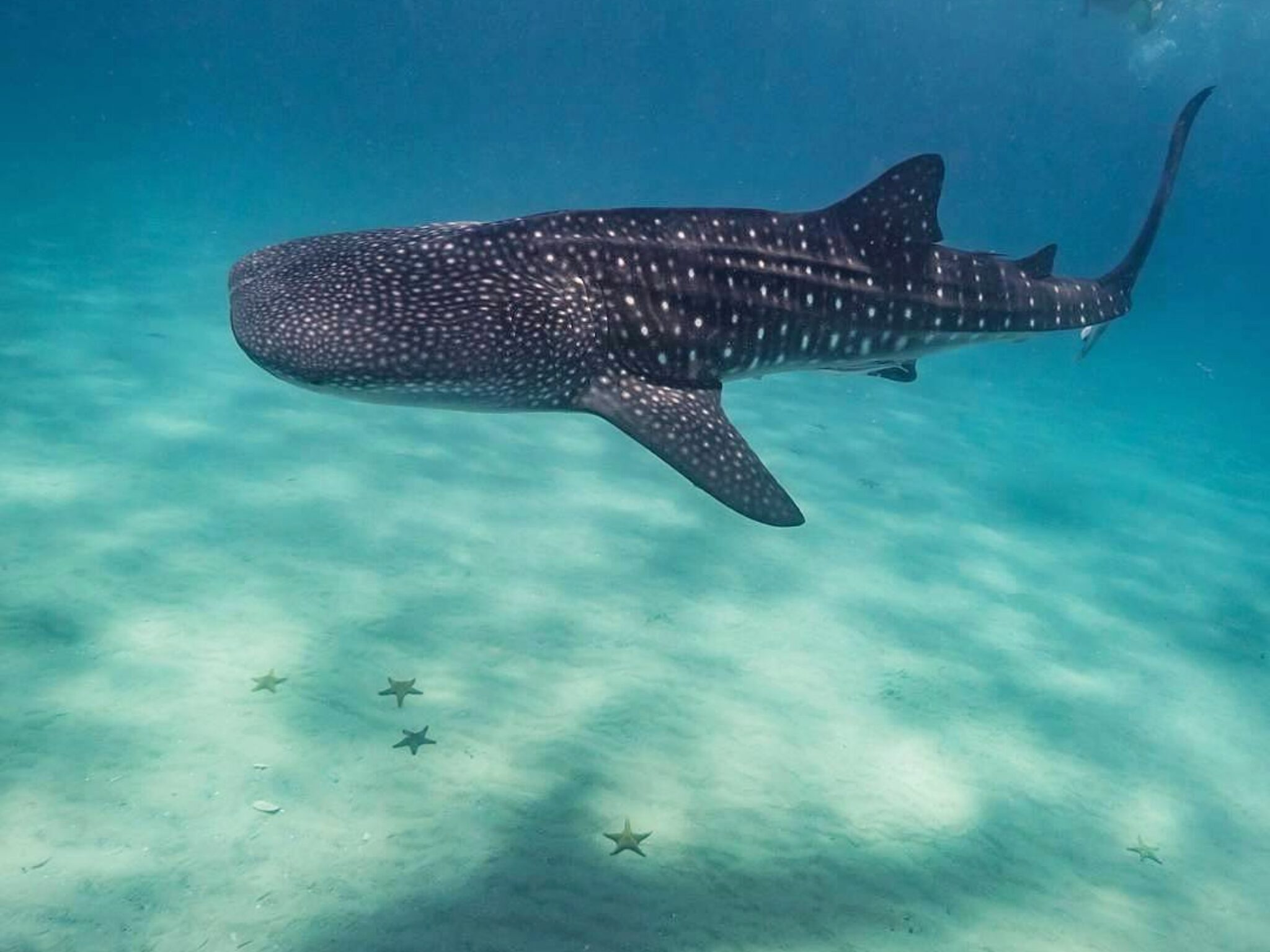 Best Scuba Diving Spots in Tanzania Islands